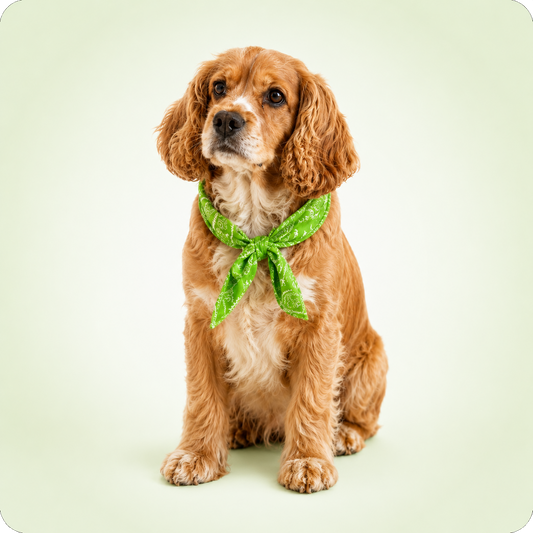 Collier rafraîchissant pour chien, le Toutou Français™