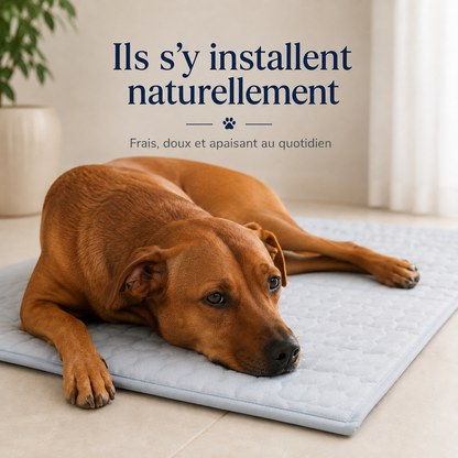 Tapis rafraîchissant pour chien, le Toutou Français™